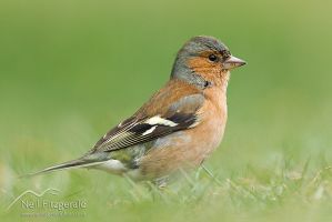 Chaffinch