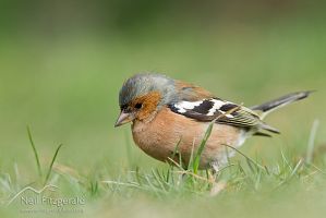 Chaffinch
