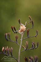 Chaffinch