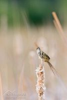 Fernbird