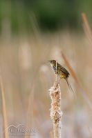 Fernbird