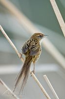 North Island fernbird