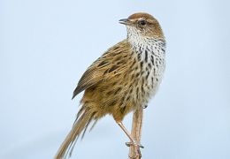 Fernbird