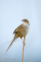 North Island fernbird