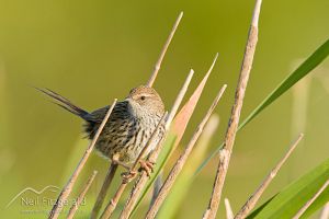 Fernbird