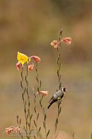 European goldfinch