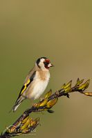 European goldfinch