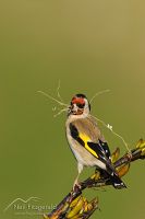 European goldfinch