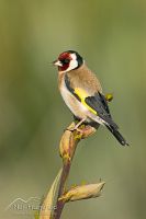 European goldfinch
