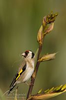 European goldfinch