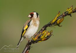 European goldfinch