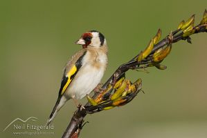 European goldfinch