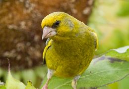 European greenfinch