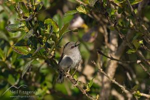 Grey warbler