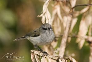 Grey warbler