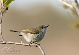 Grey warbler