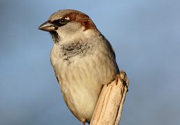 House sparrow
