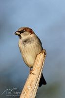 House sparrow