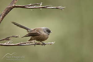 Black North Island fantail