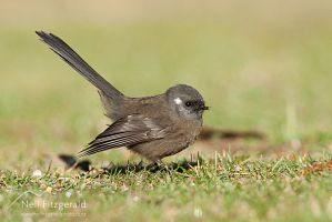 Black New Zealand fantail