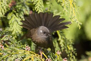 New Zealand fantail