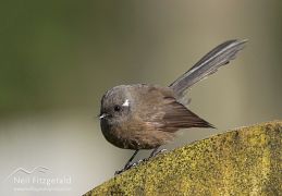 New Zealand fantail