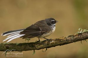 New Zealand fantail