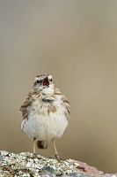 New Zealand pipit