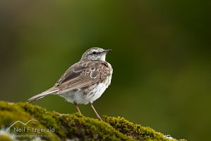 New Zealand pipit