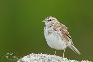 New Zealand pipit