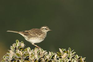 Anthus-novaeseelandiae 7219