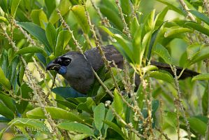 Kokako in mahoe bush