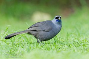 Kokako on grass