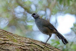 Immature North Island kokako