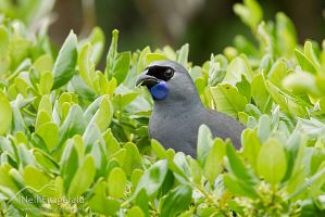 North Island kokako