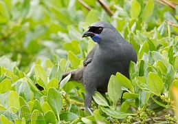 North Island kokako