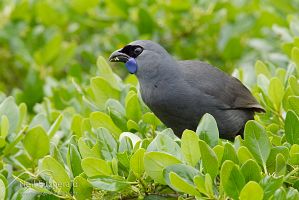 North Island kokako