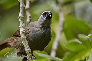 North Island kokako