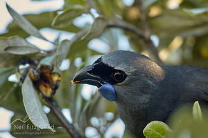 Kokako