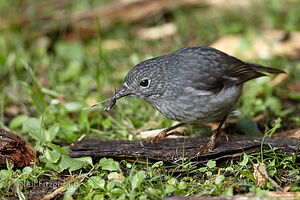 North Island robin
