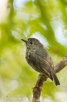 North Island robin
