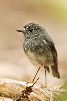North Island robin