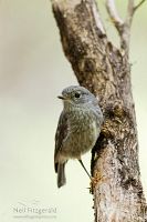 North Island robin