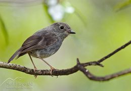 North Island robin
