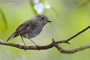 North Island robin