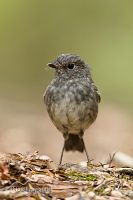North Island robin