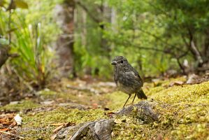 North Island robin