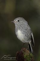 North Island robin