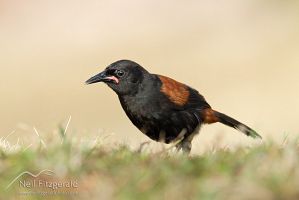 North Island saddleback