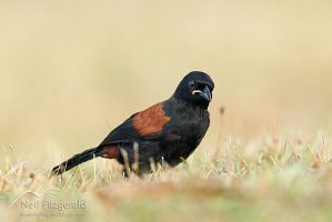 North Island saddleback